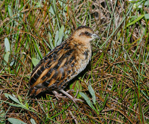 Түнжгэр (Бичилхэн түнжгэр)